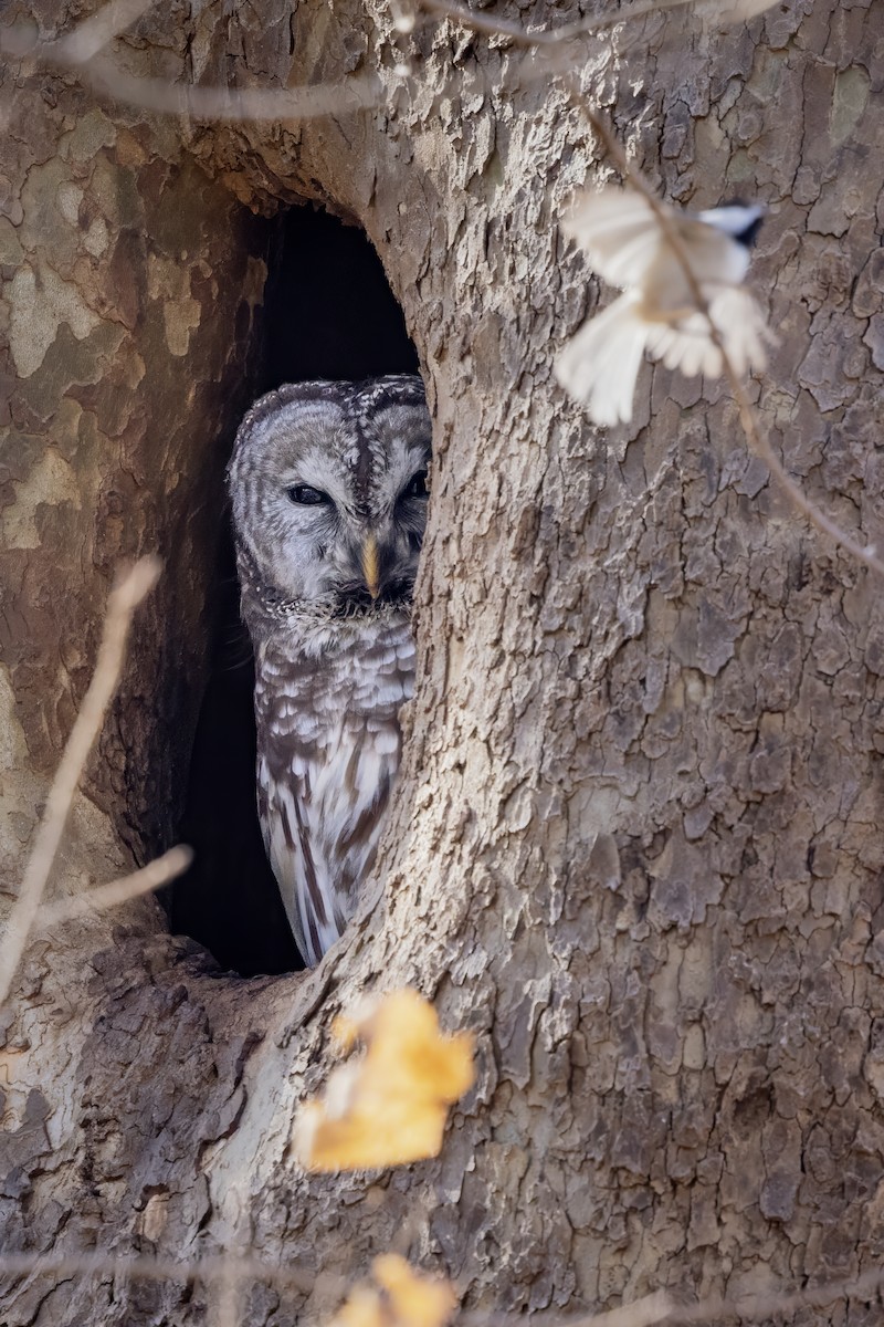 høvdingugle - ML647223266