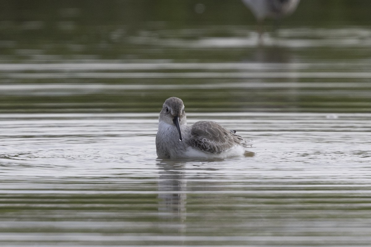 Dunlin - ML647223268