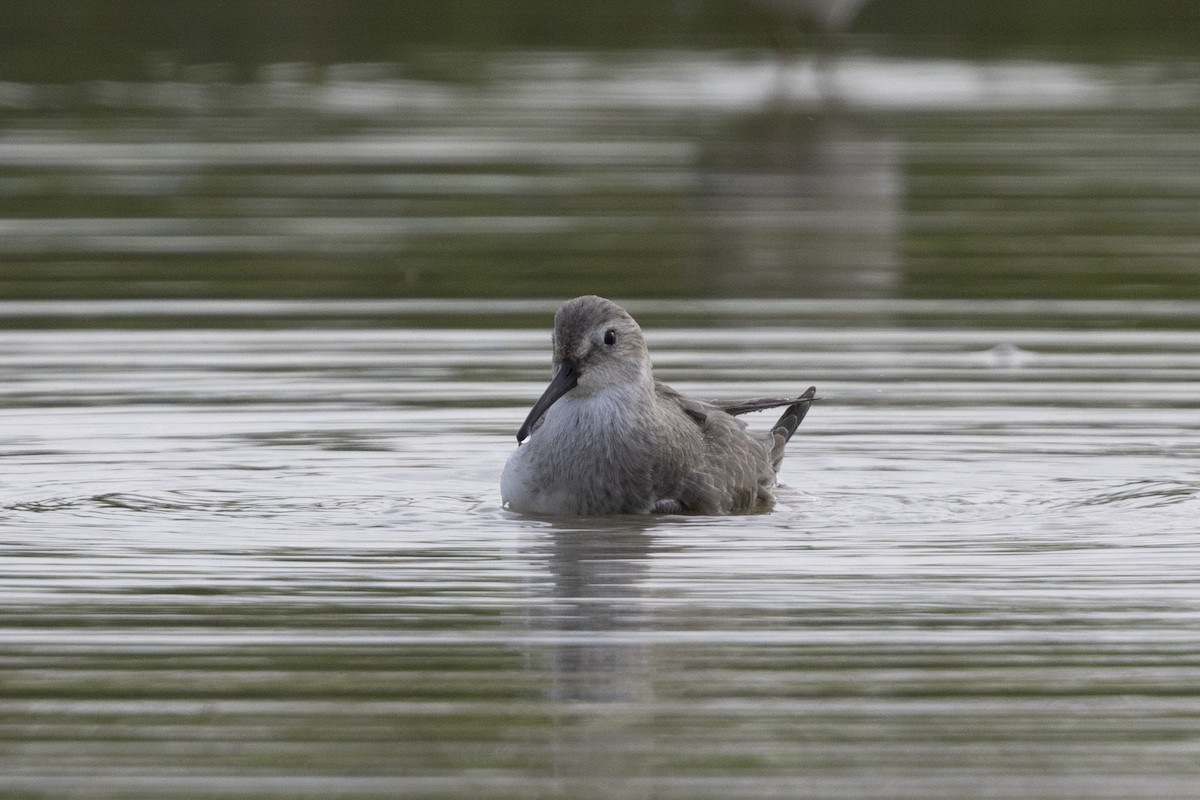 Dunlin - ML647223269