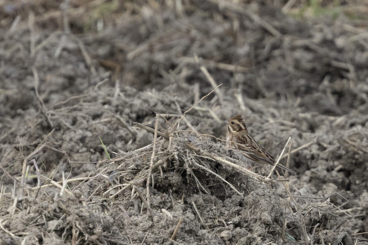 Rustic Bunting - ML647223270