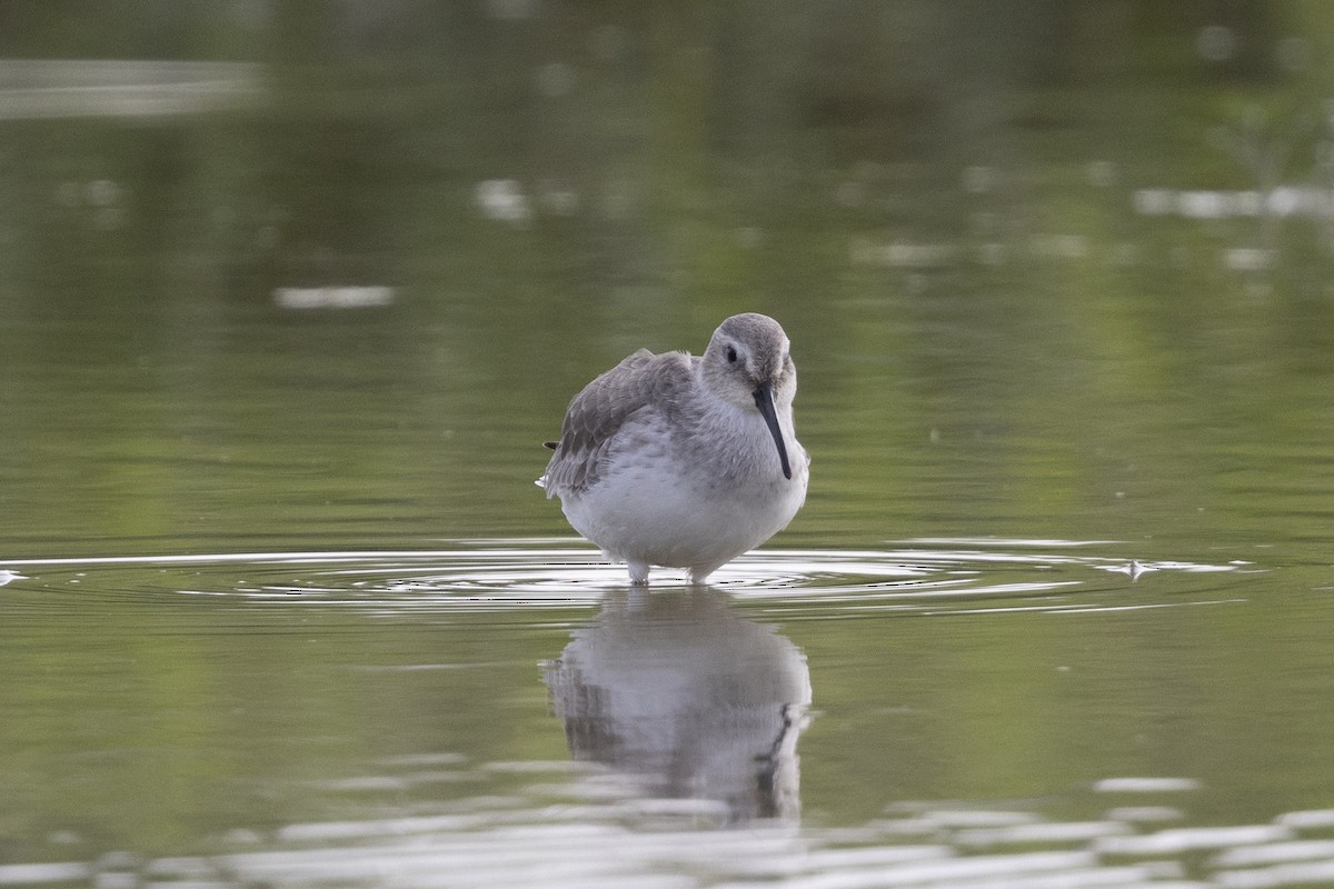 Dunlin - ML647223271