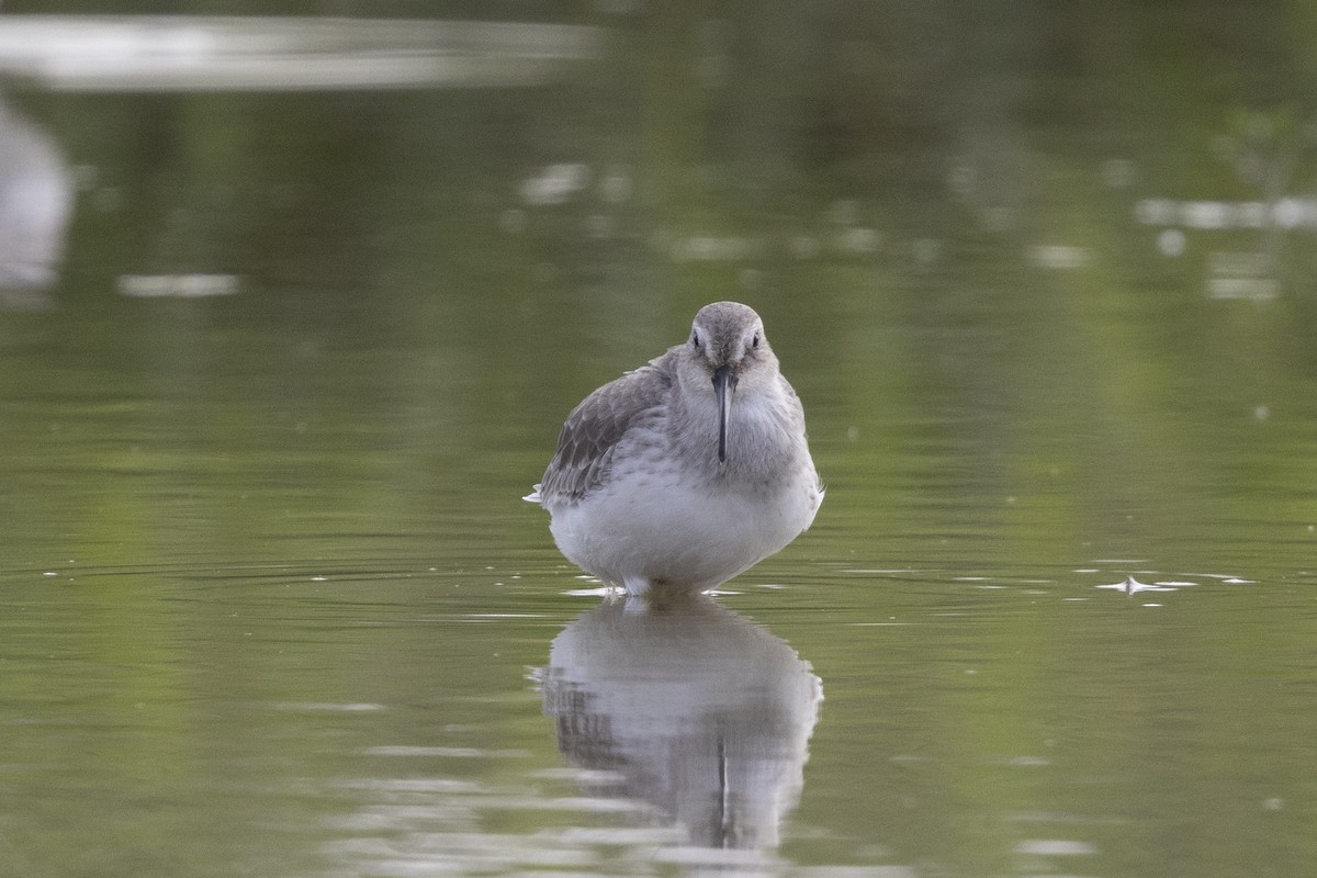 Dunlin - ML647223272