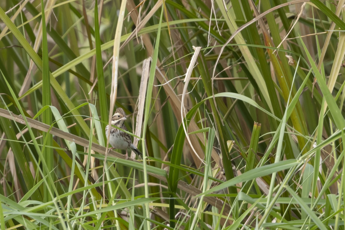 Rustic Bunting - ML647223274