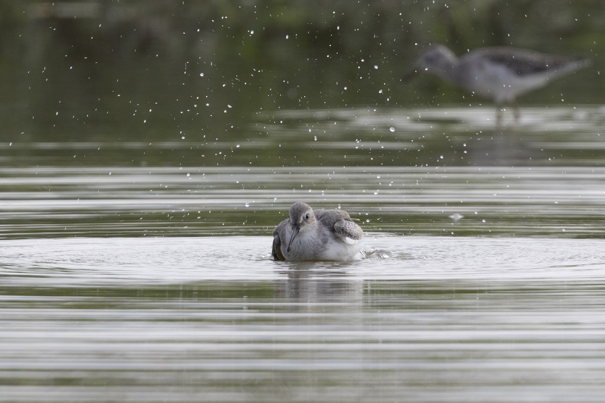 Dunlin - ML647223276
