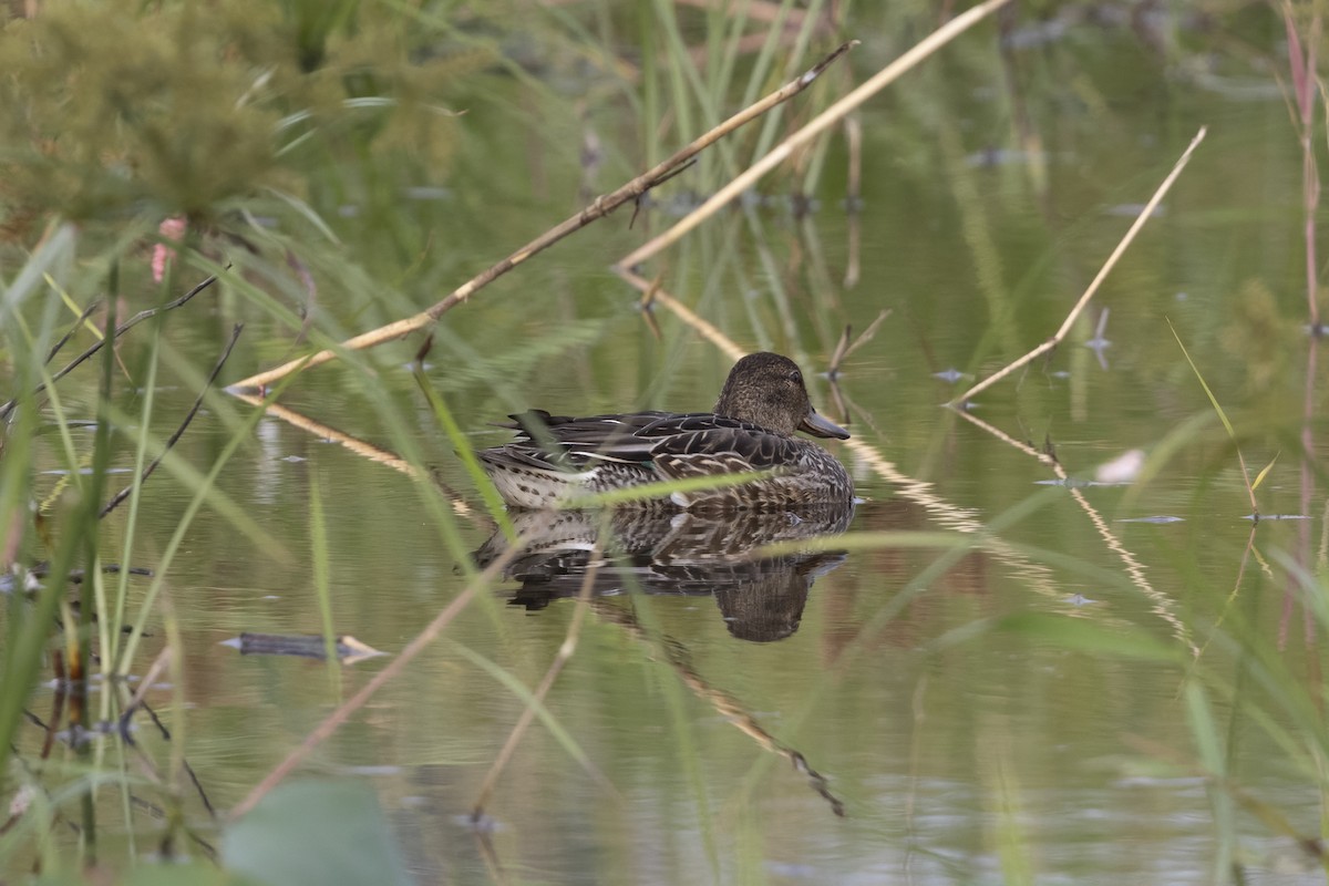 Green-winged Teal - ML647223277