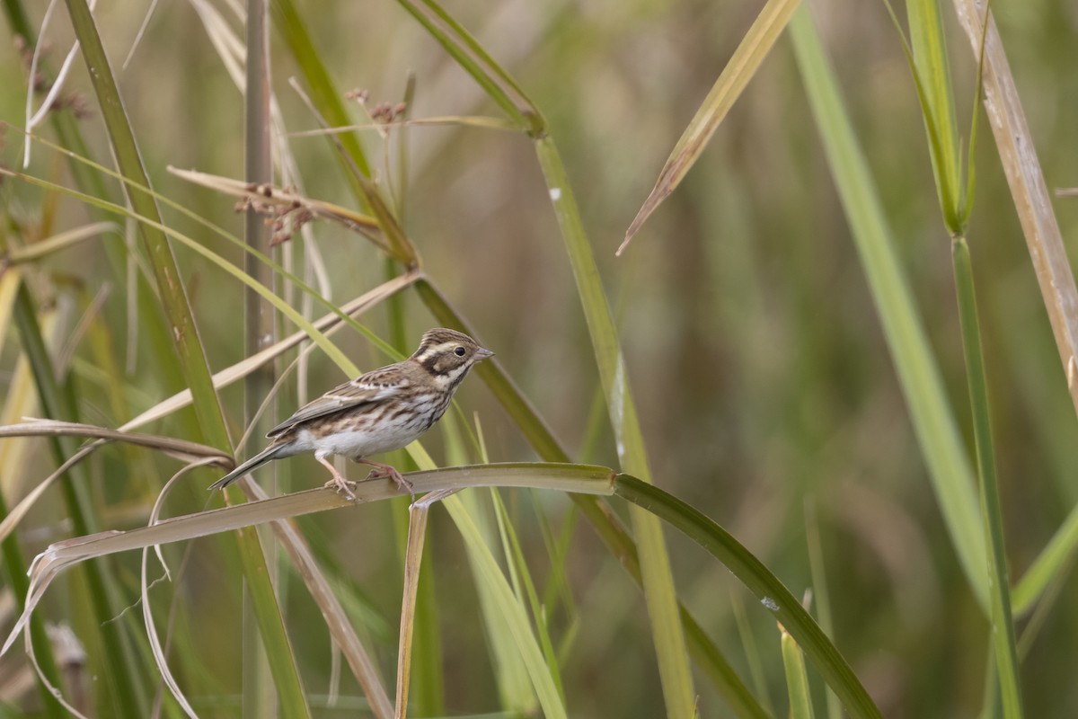 Rustic Bunting - ML647223278