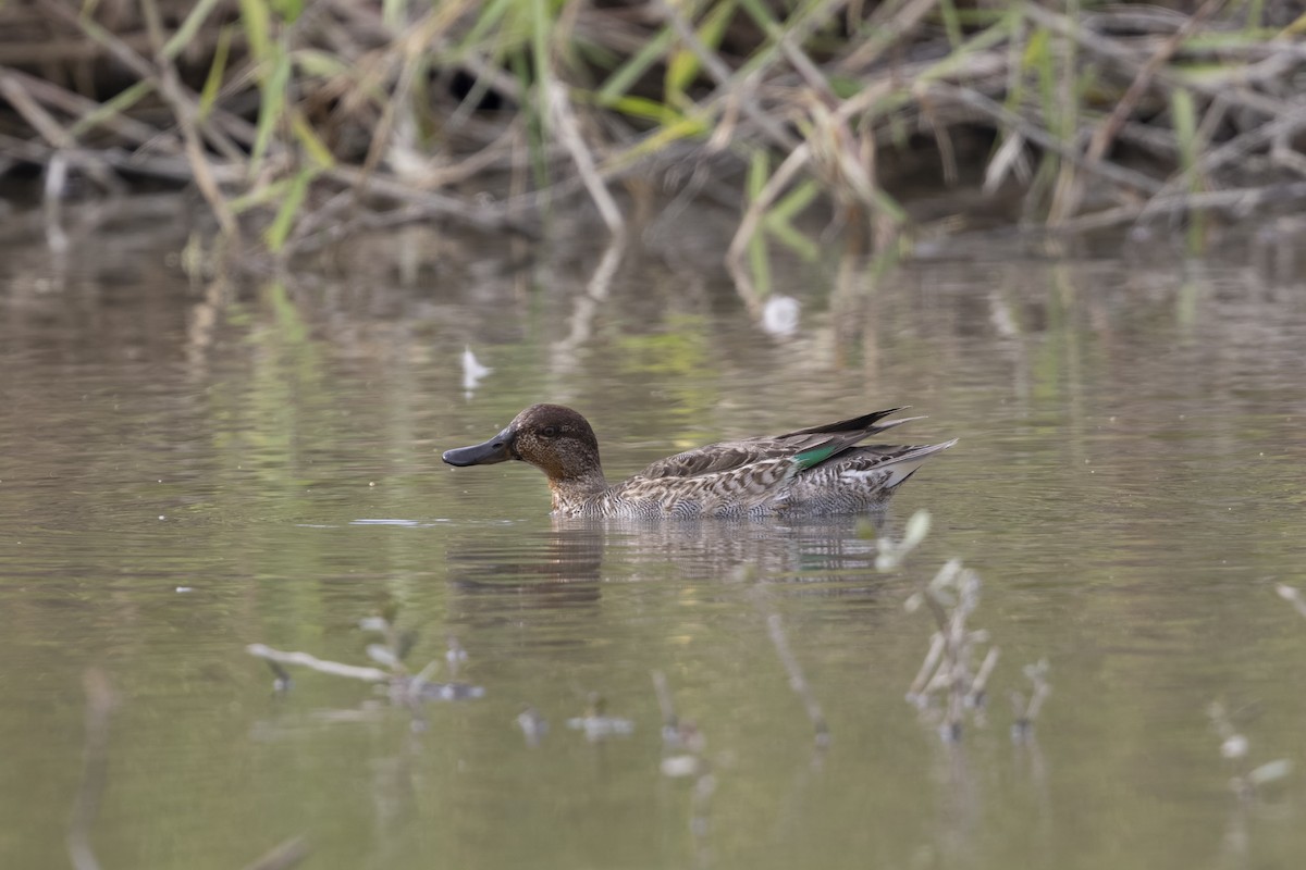 Green-winged Teal - ML647223279