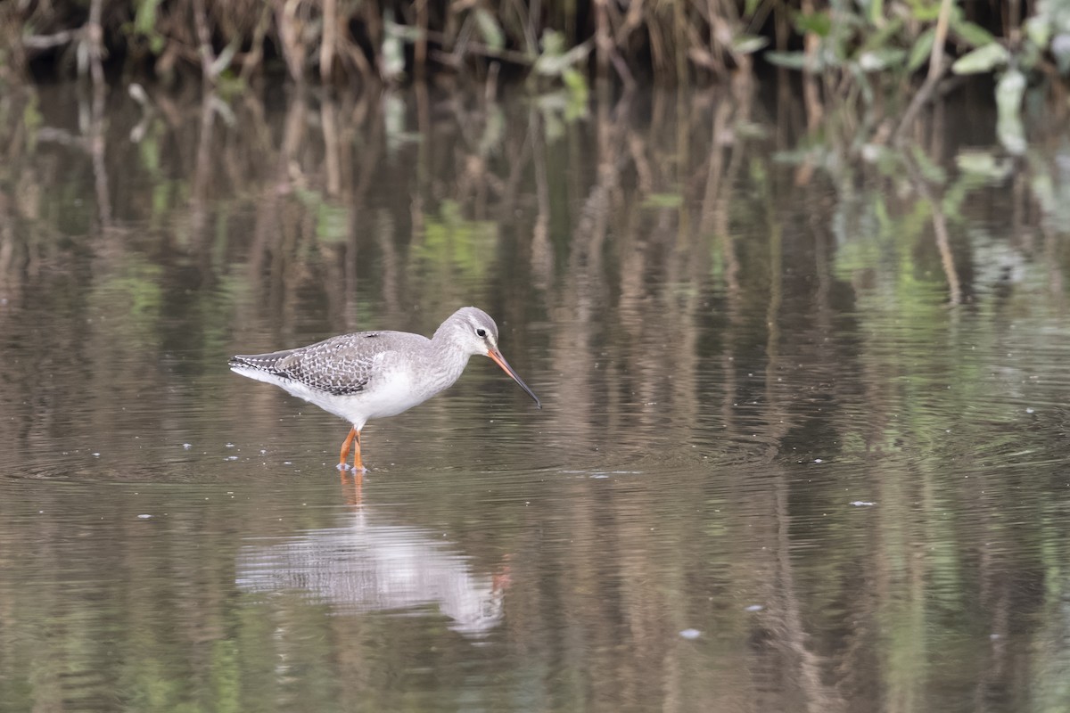 Spotted Redshank - ML647223280