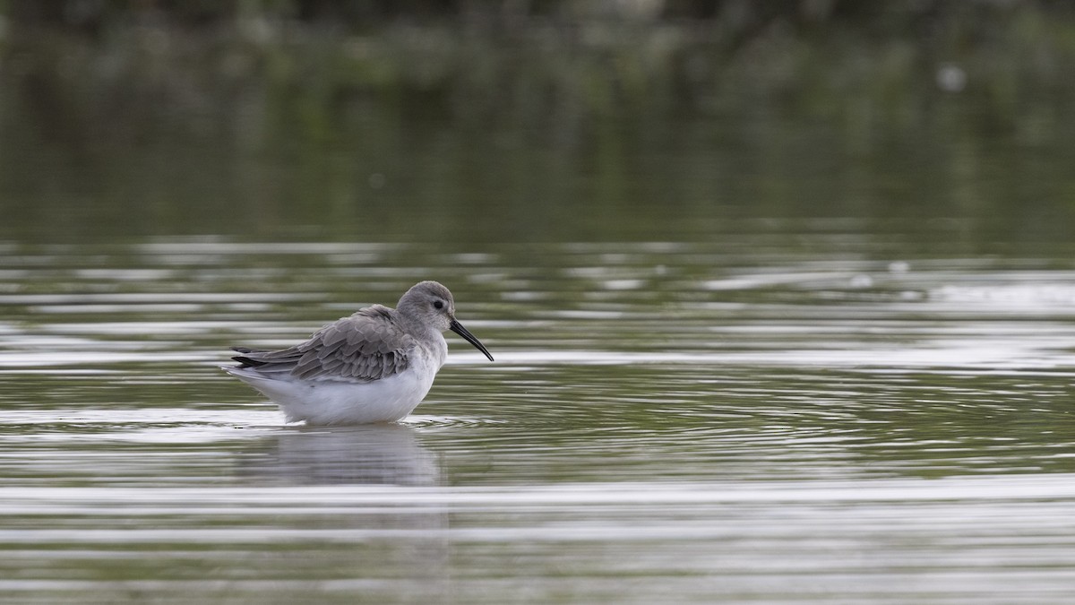Dunlin - ML647223281