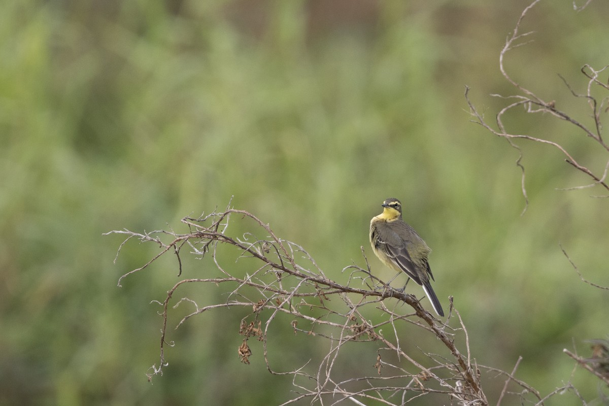 Eastern Yellow Wagtail - ML647223282