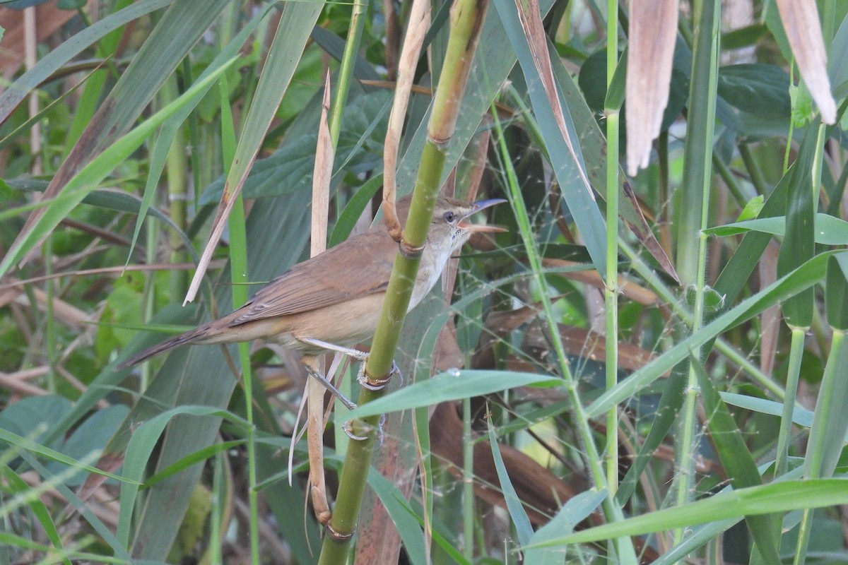 Clamorous Reed Warbler - ML647223283