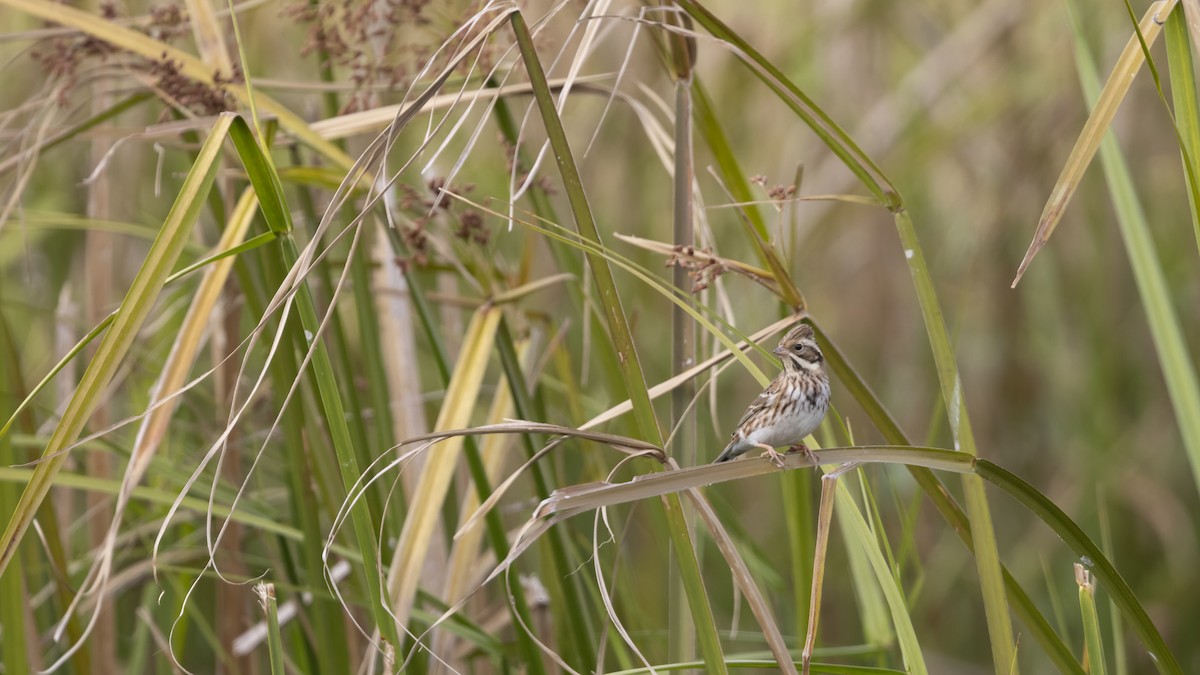 Rustic Bunting - ML647223284