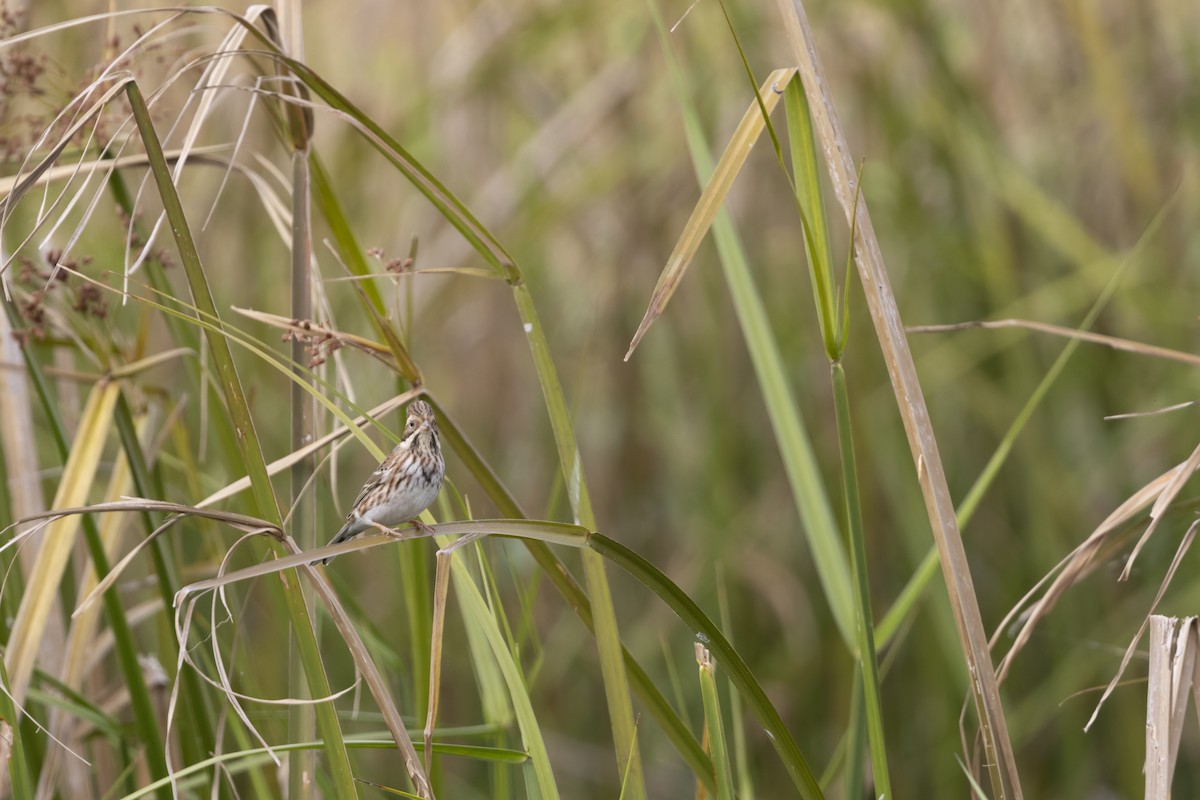 Rustic Bunting - ML647223285