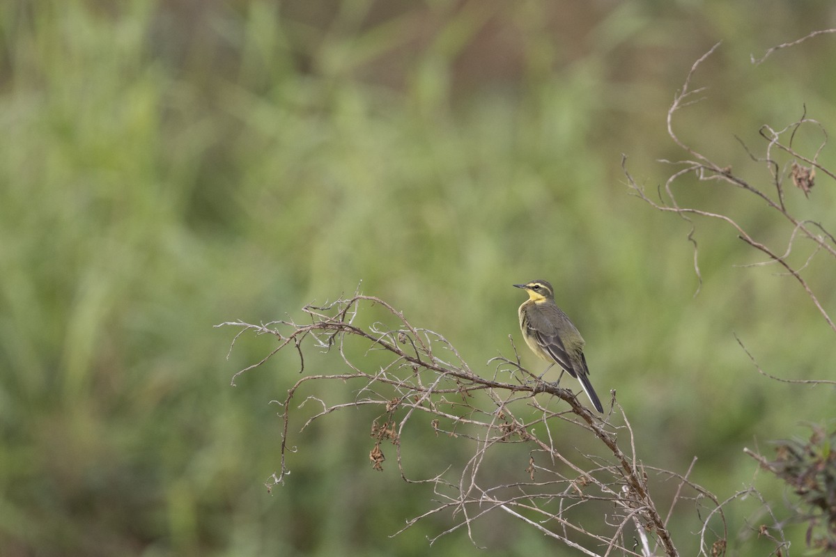 Eastern Yellow Wagtail - ML647223286