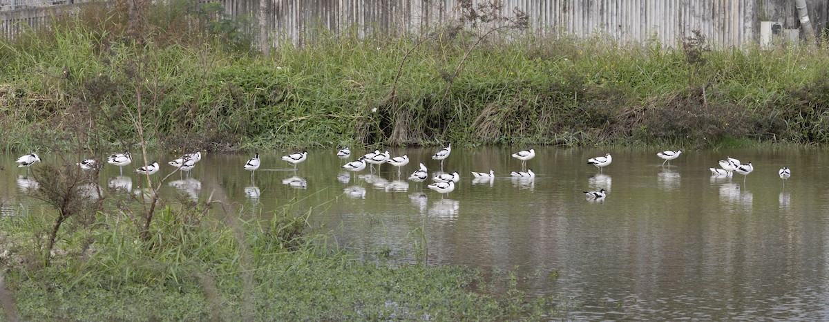 Pied Avocet - ML647223287