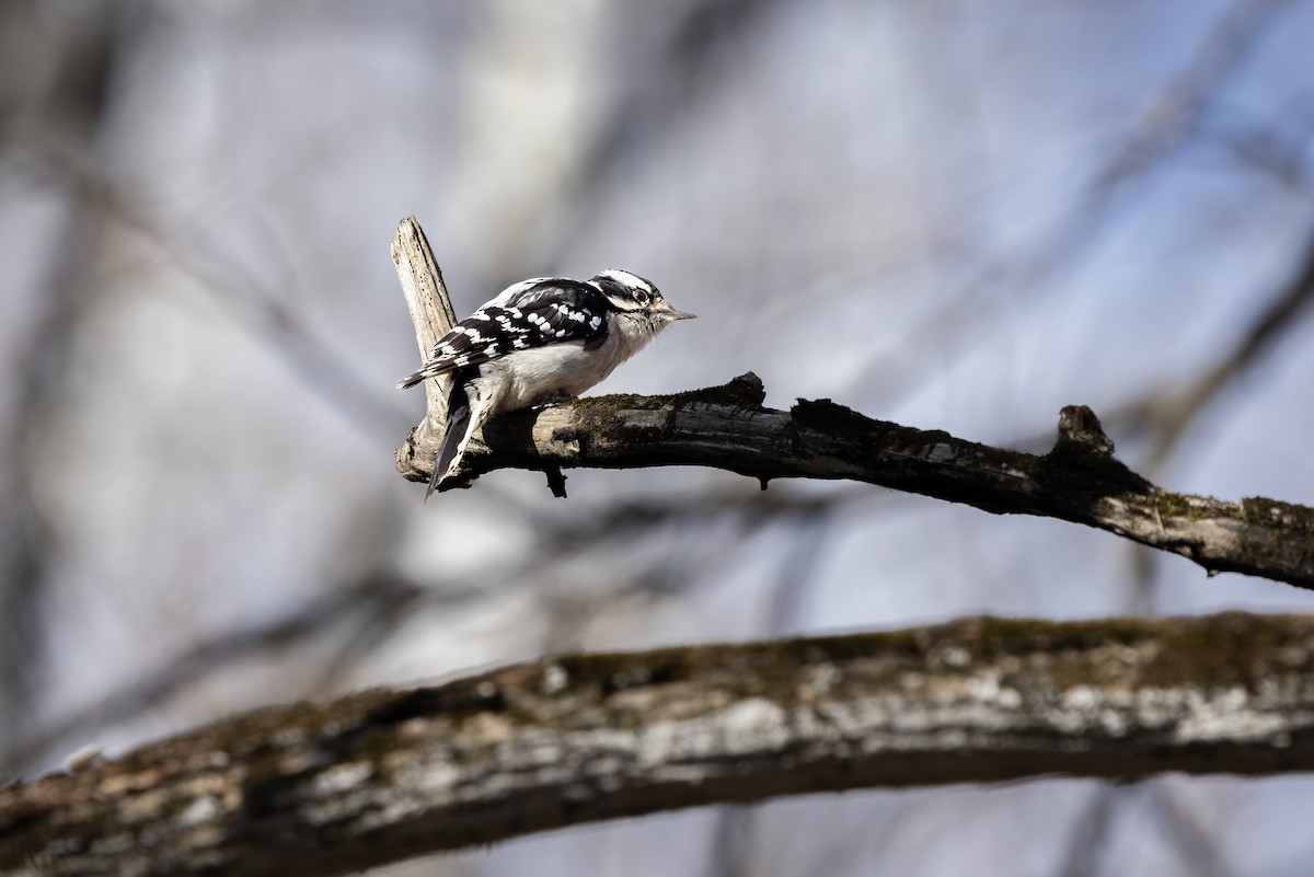 dunspett - ML647223290