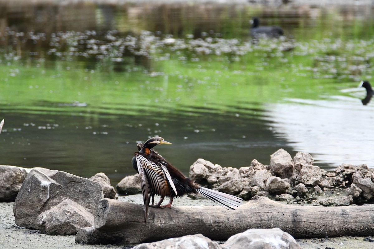 anhinga australská - ML647223294