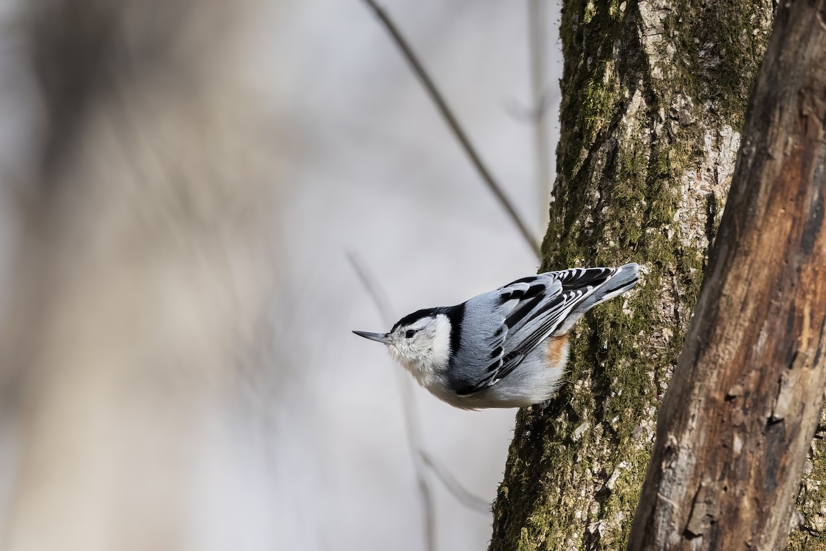 hvitbrystspettmeis - ML647223299