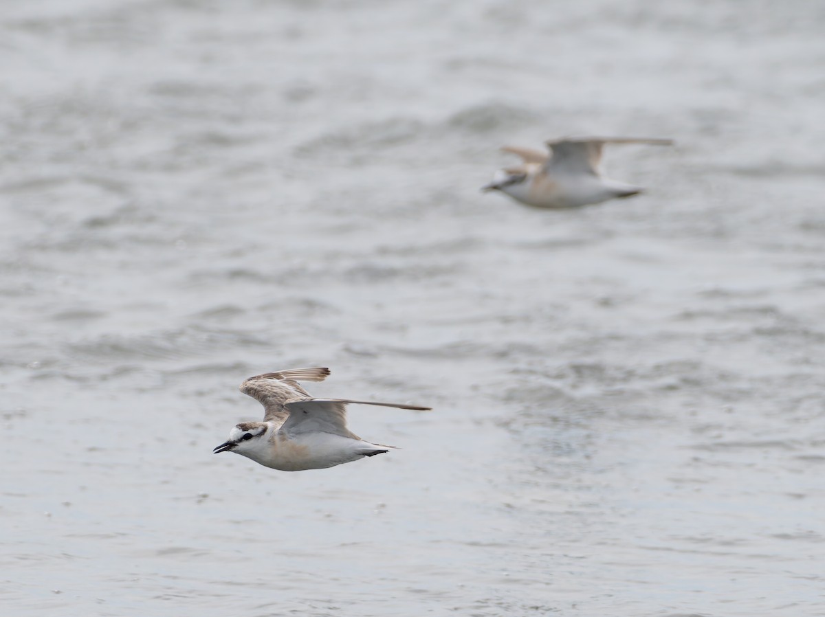 Белолобый зуёк - ML647223305