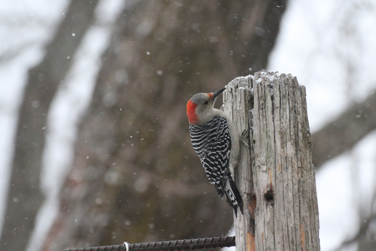 Carolinaspecht - ML647223311