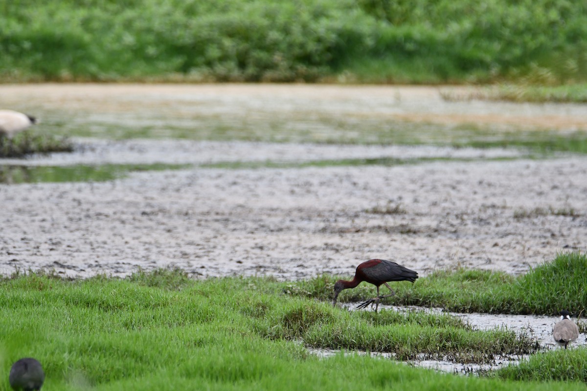 ibis hnědý - ML647223316