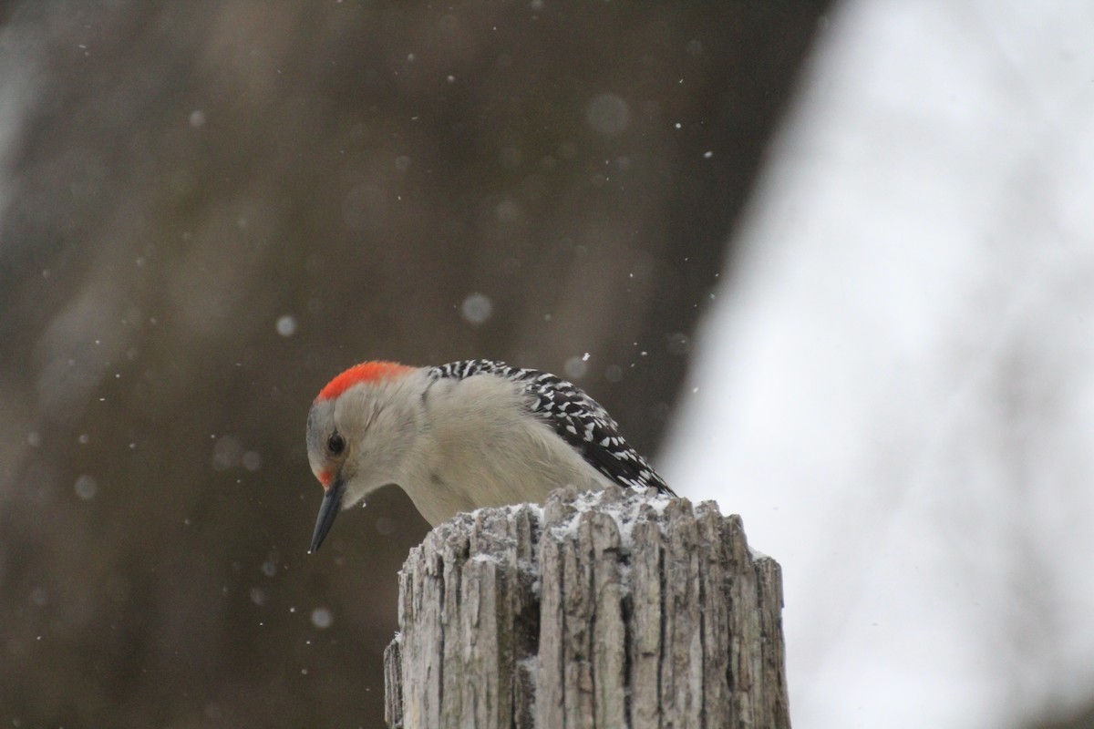 Carolinaspecht - ML647223321