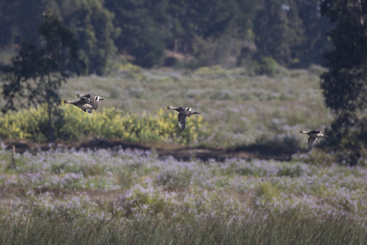 Шилохвіст жовтодзьобий (підвид spinicauda/niceforoi) - ML647223324