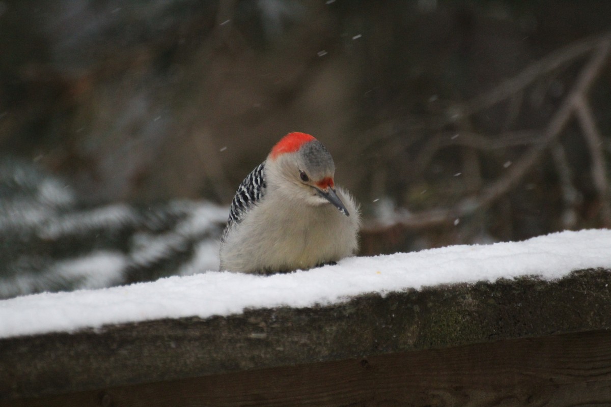 Carolinaspecht - ML647223326