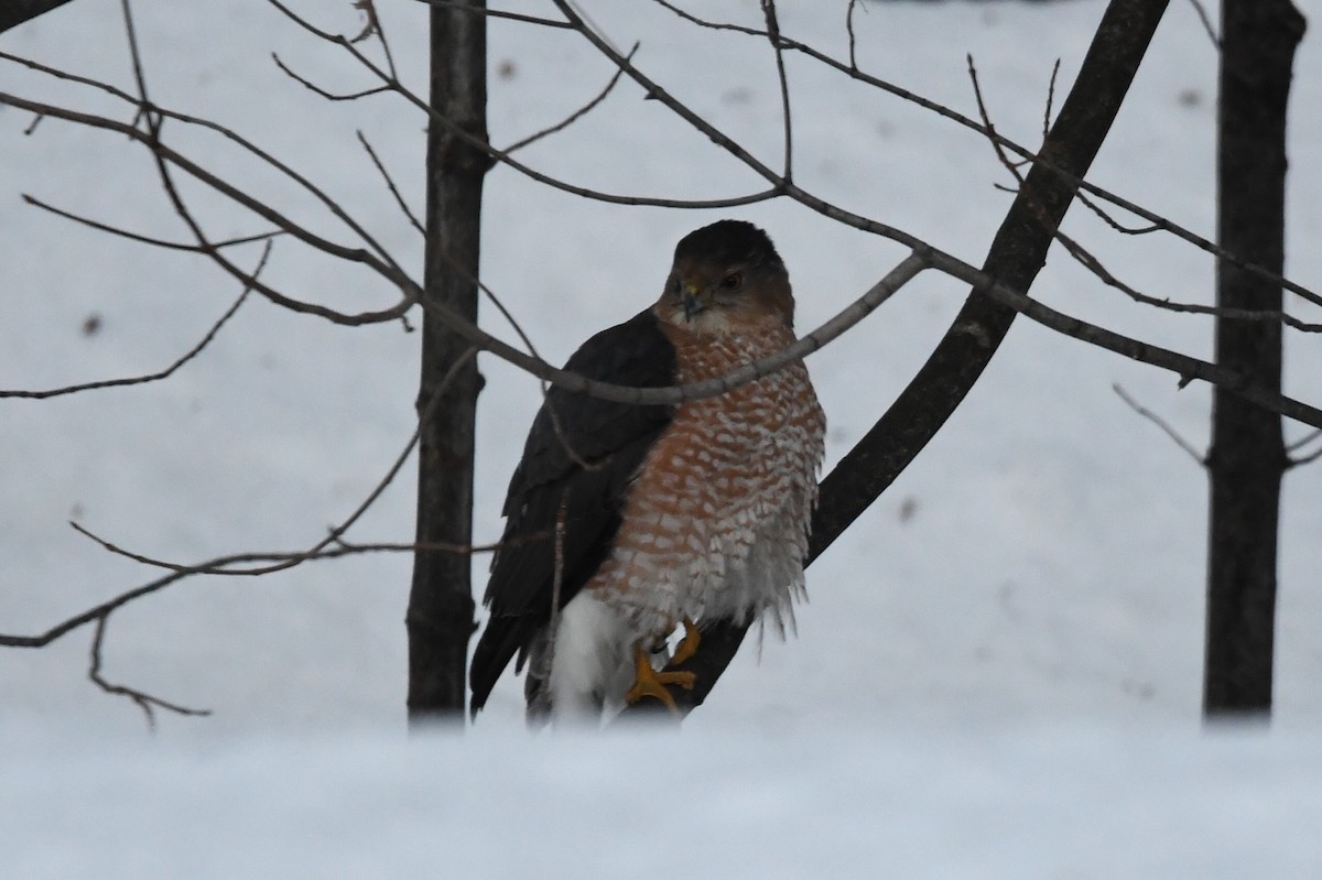 Cooper's Hawk - ML647223327