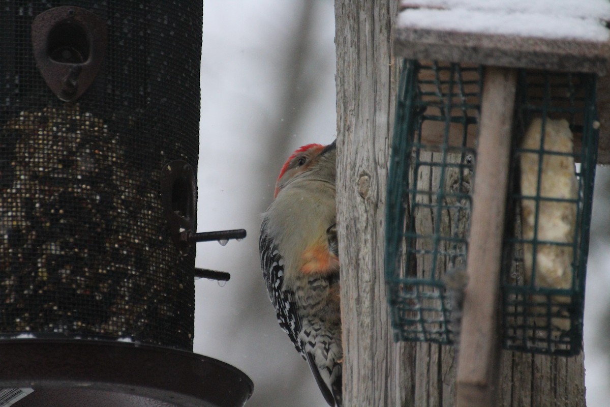 Carolinaspecht - ML647223329