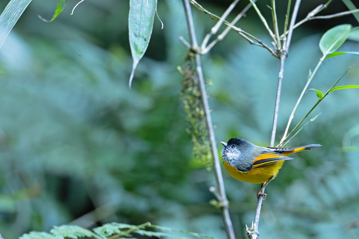 Golden-breasted Fulvetta - ML647223333
