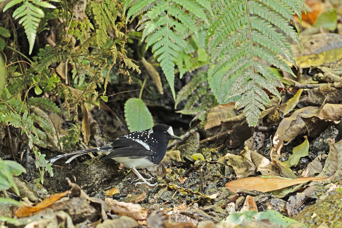 Spotted Forktail - ML647223336