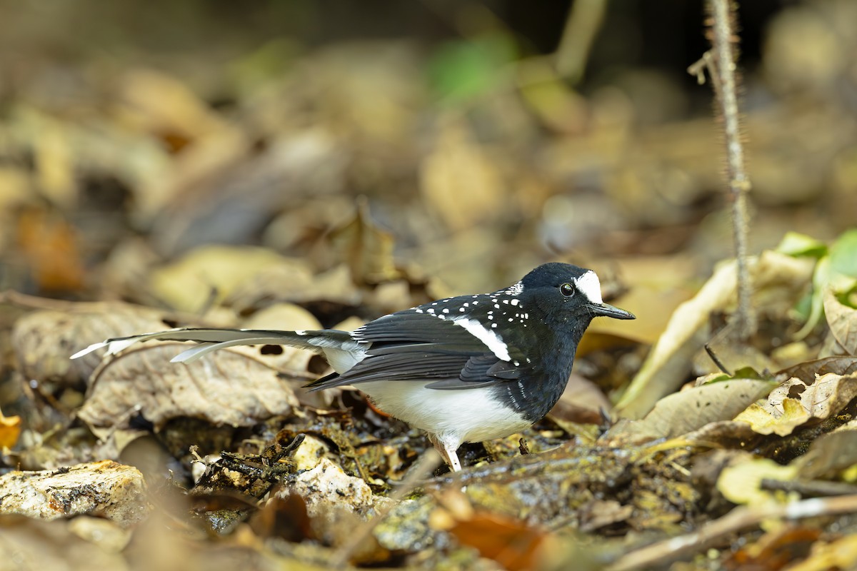 Spotted Forktail - ML647223337