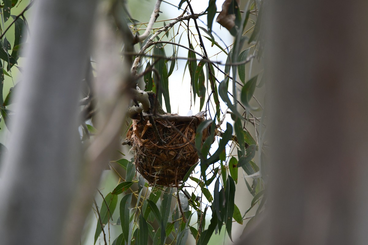 žluva olivovohřbetá - ML647223339