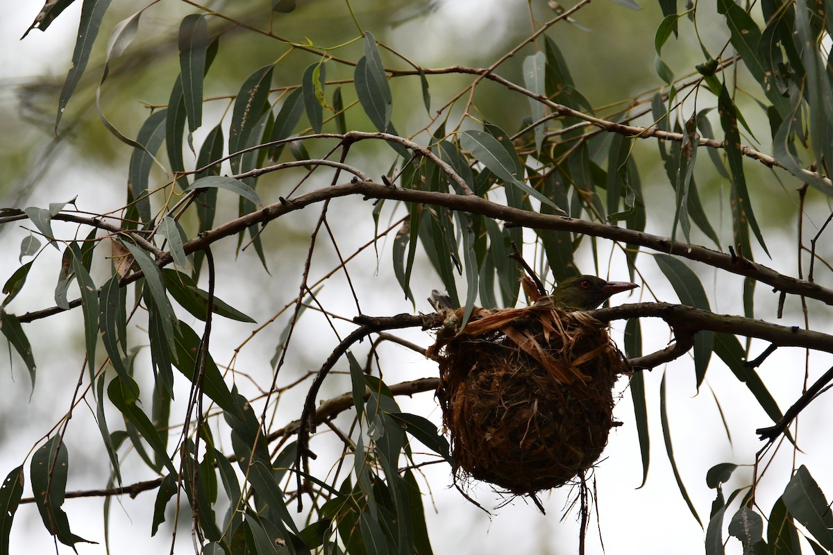 žluva olivovohřbetá - ML647223340