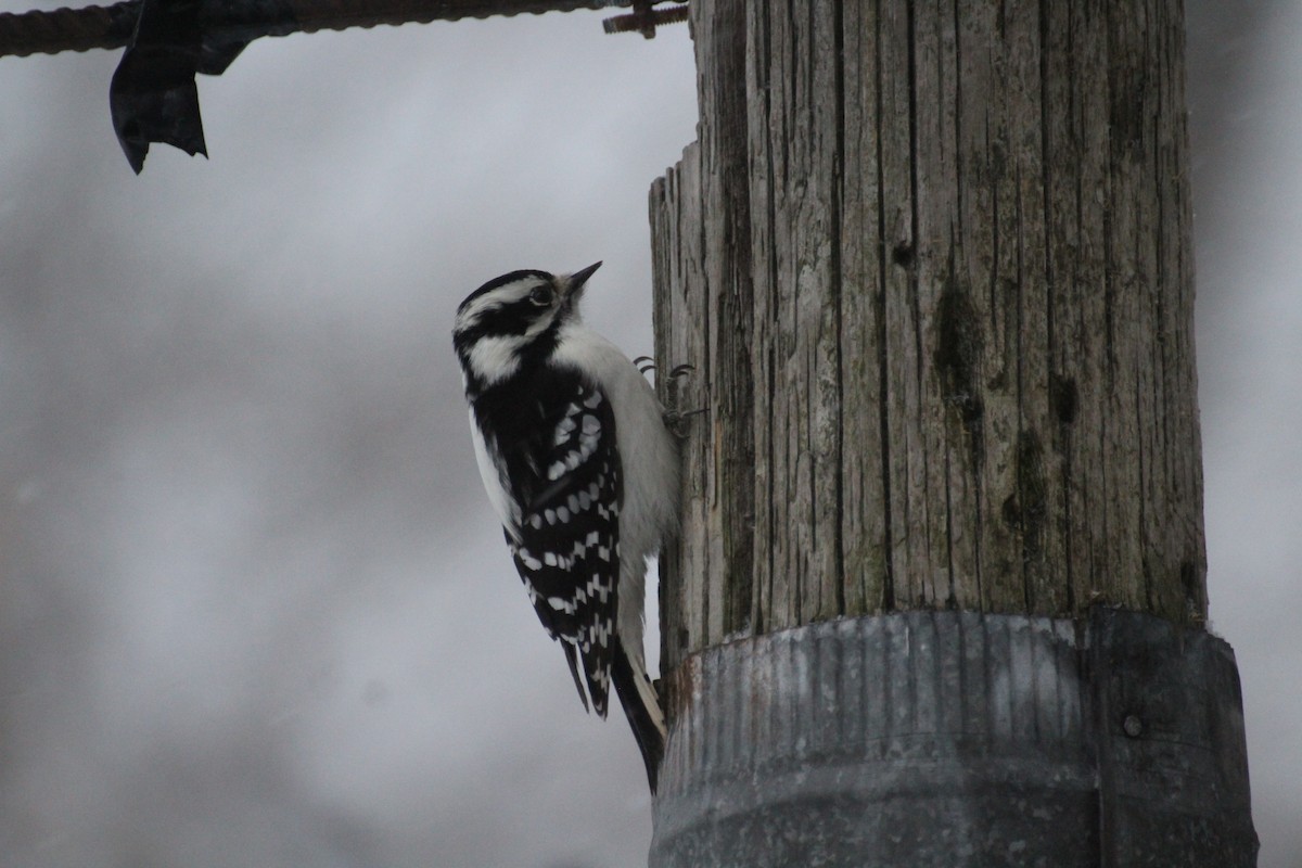 Dunenspecht - ML647223346