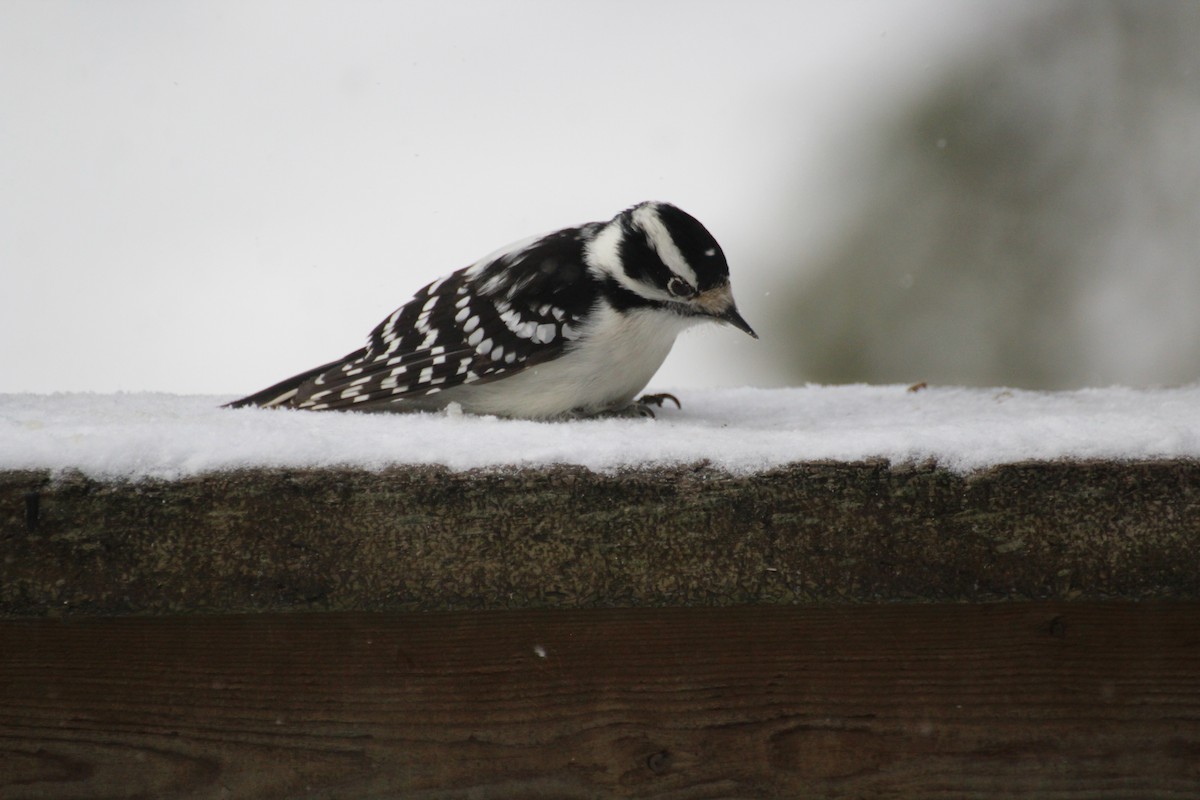 Dunenspecht - ML647223360