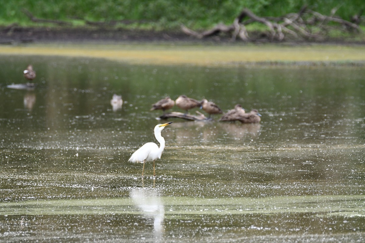 volavka bílá - ML647223366