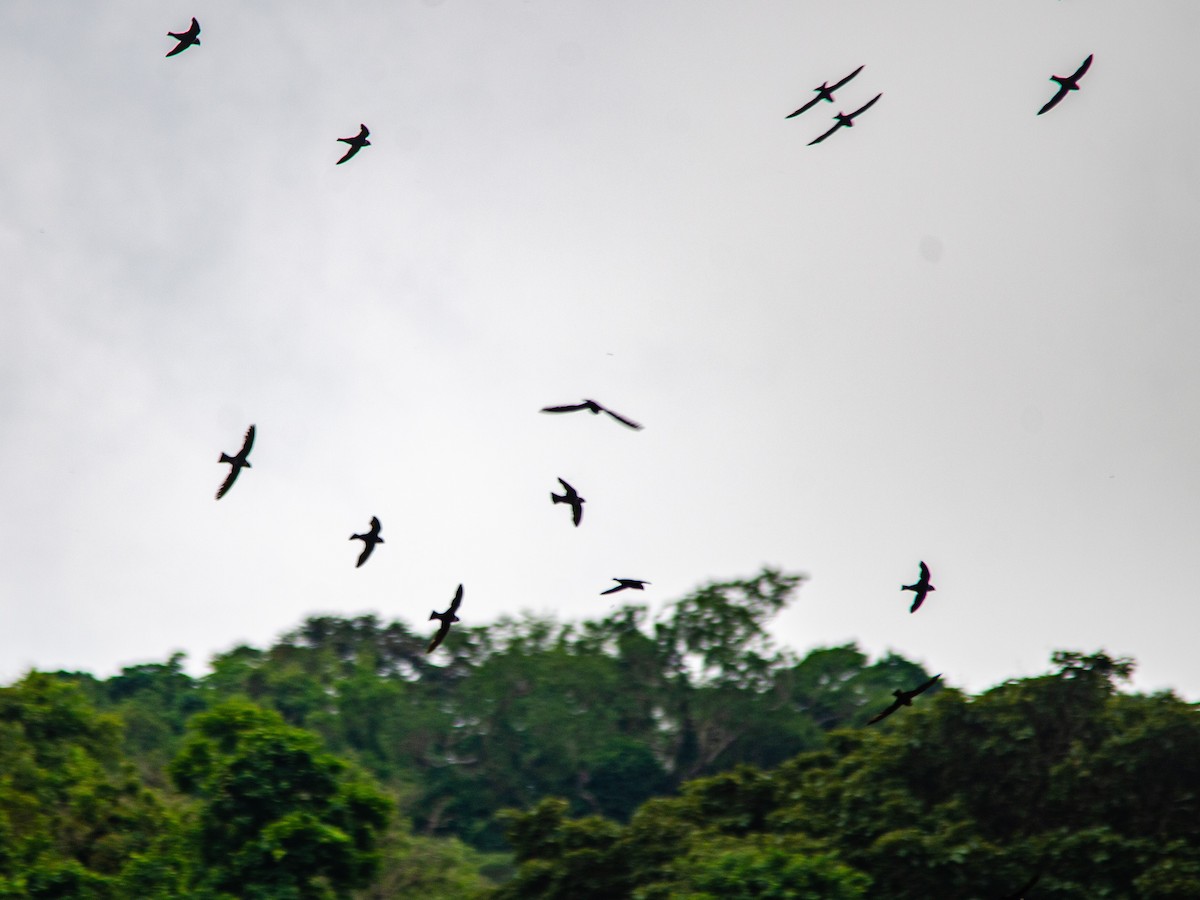 White-collared Swift - ML647223375