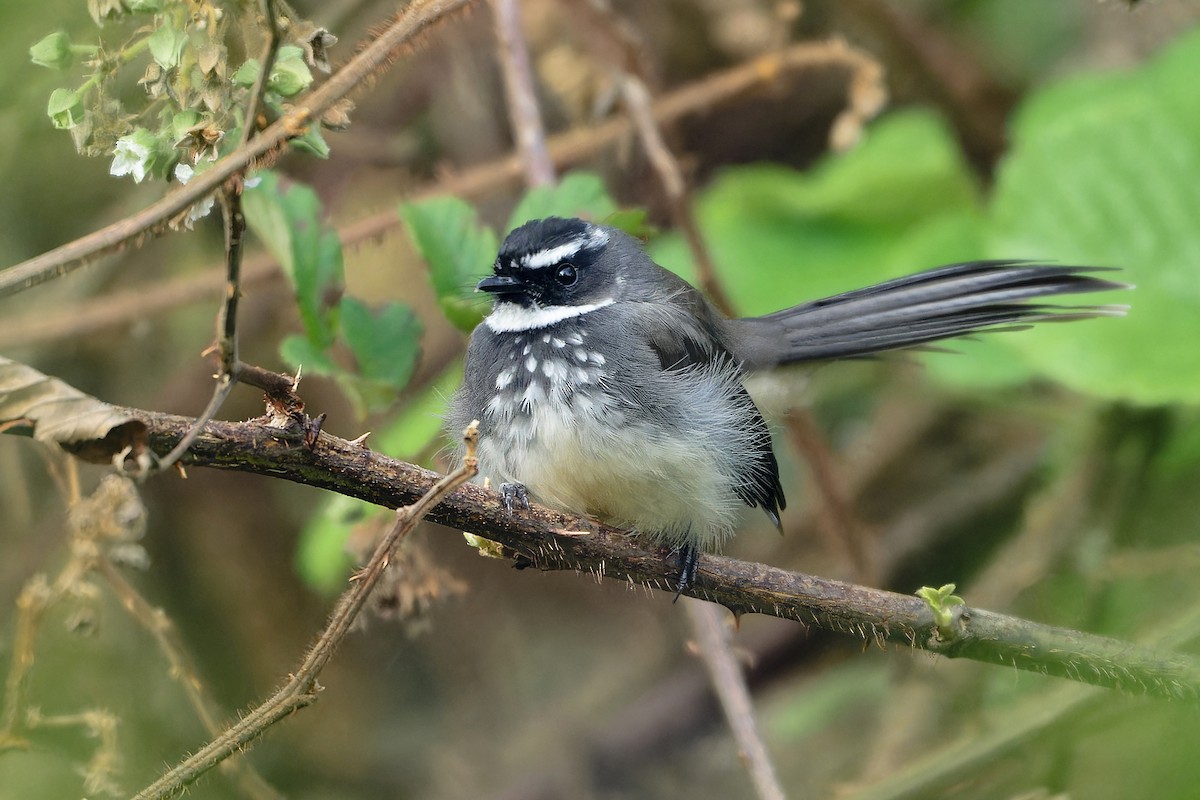 Spot-breasted Fantail - ML647223386