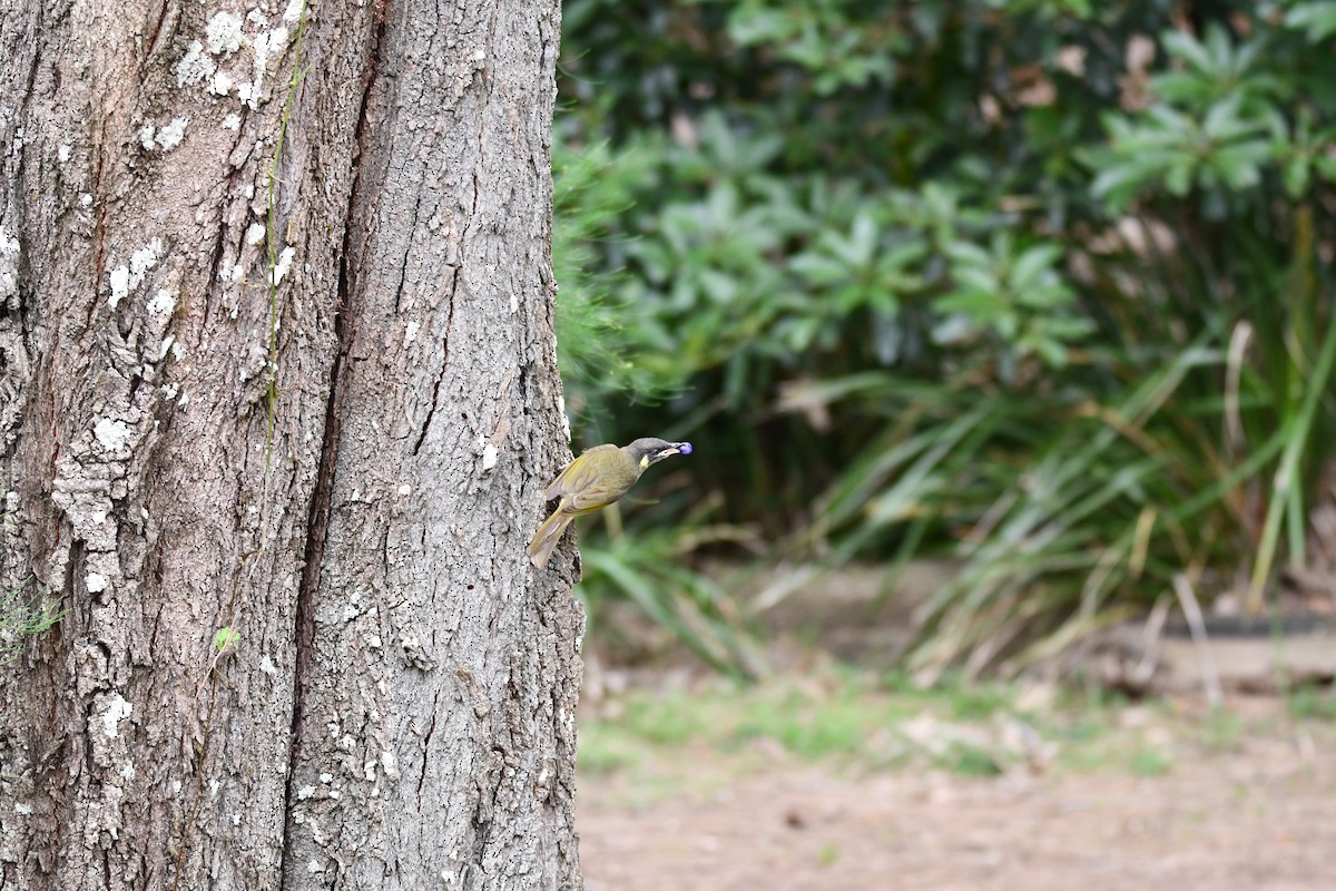 Lewin's Honeyeater - ML647223388