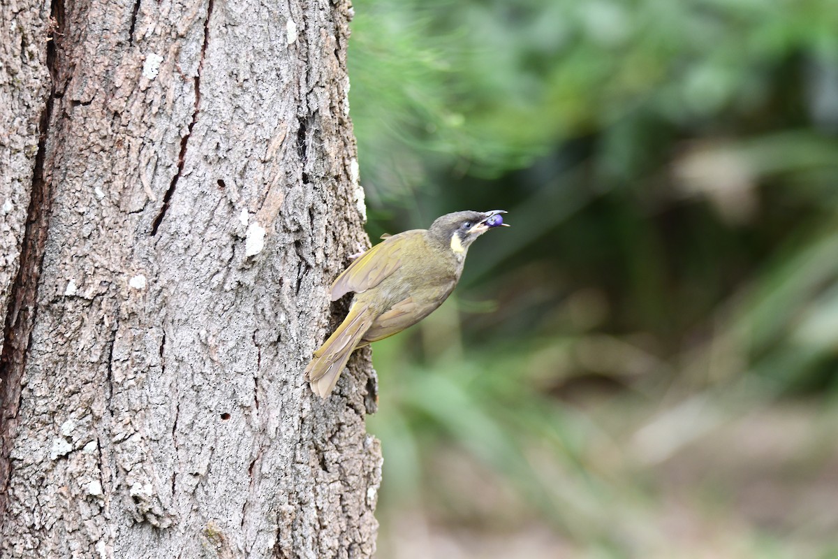 Lewin's Honeyeater - ML647223389