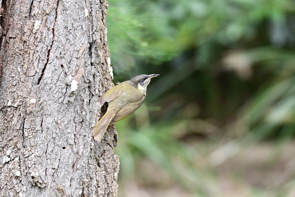 Lewin's Honeyeater - ML647223390