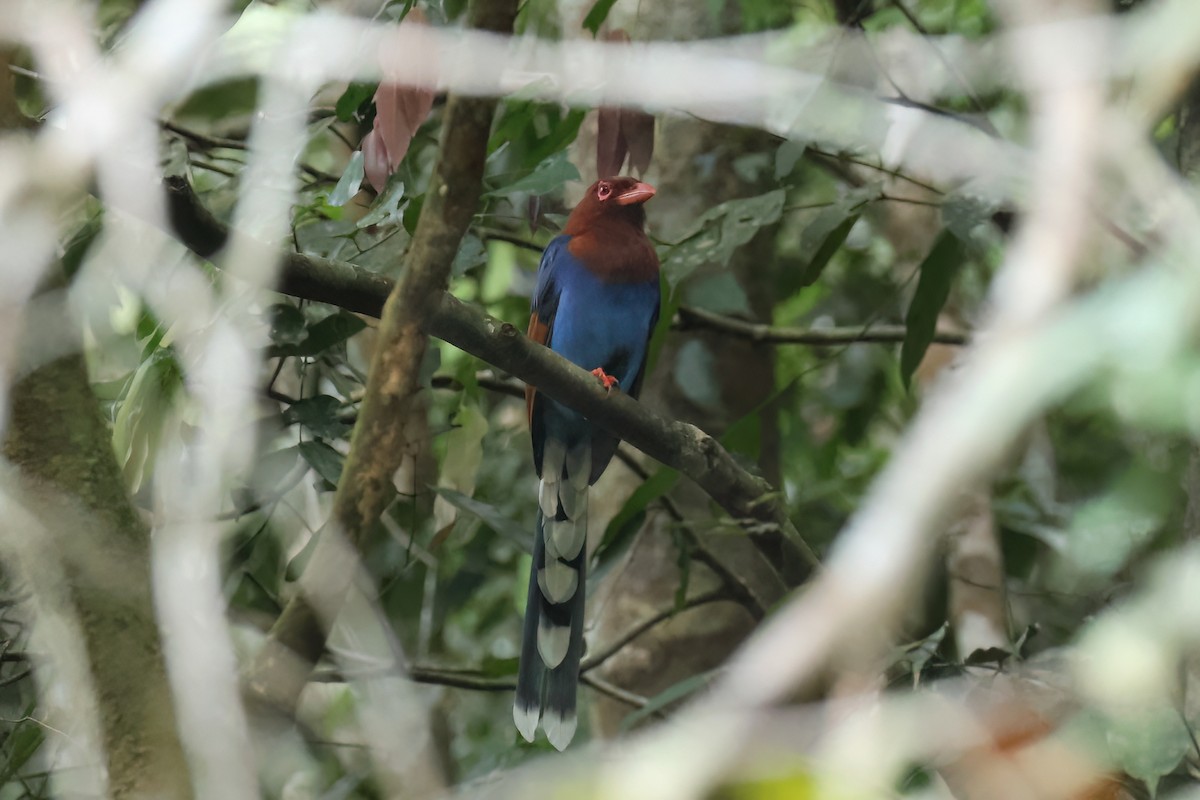 Кіта ланкійська - ML647223391