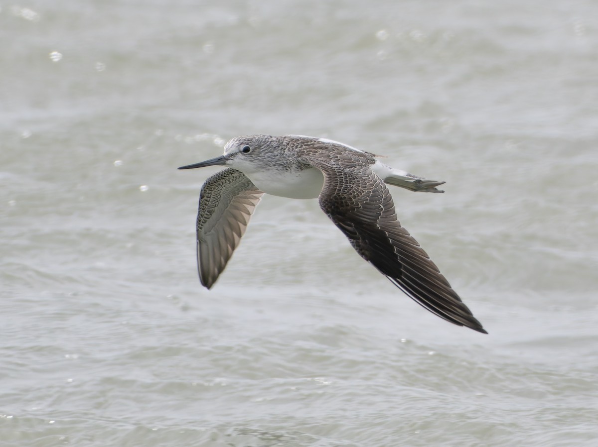 Common Greenshank - ML647223392