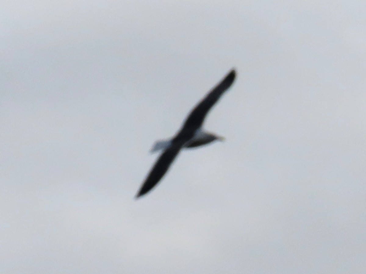 European Herring Gull - ML647223393