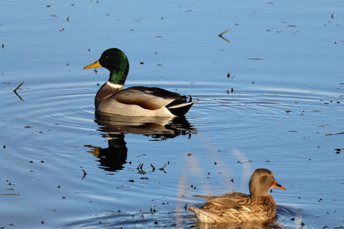 Mallard - ML647223394