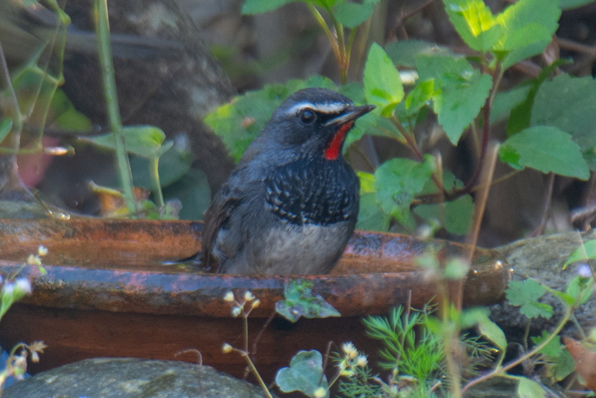Himalayan Rubythroat - ML647223396