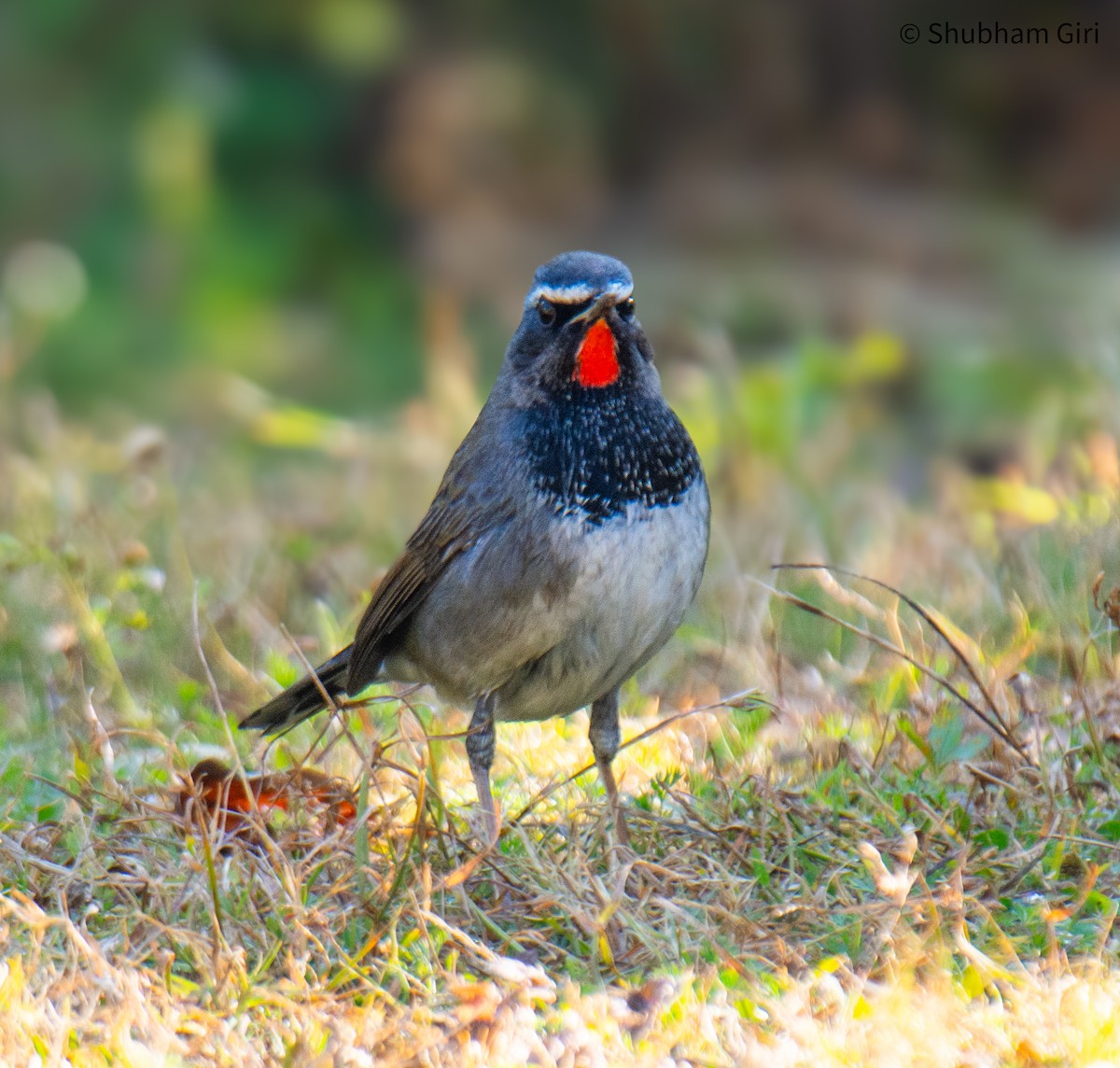Himalayan Rubythroat - ML647223397