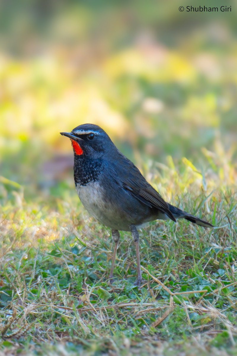 Himalayan Rubythroat - ML647223398